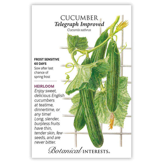 Cucumber seeds, "English Telegraph"