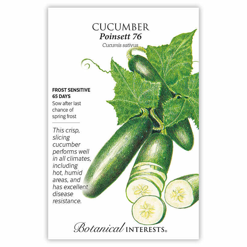 Cucumber seeds 'Poinsett 76'
