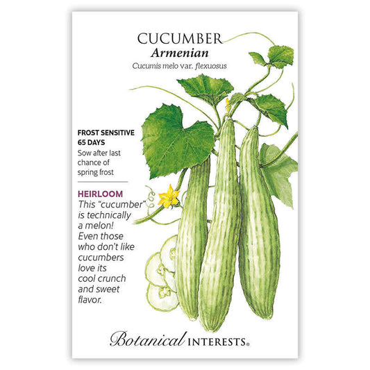 Cucumber seeds 'Armenian'