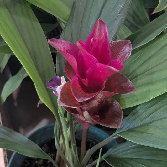 Curcuma 'Siam Ruby'