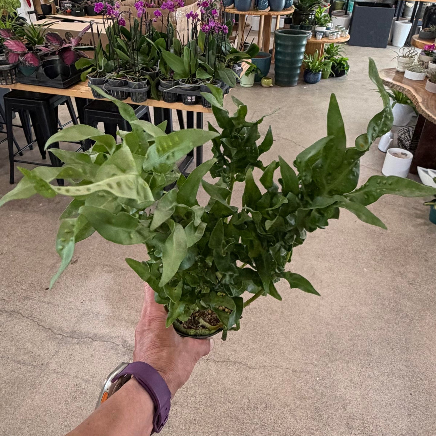 Microsorum scolopendria (Curly Laua'e)