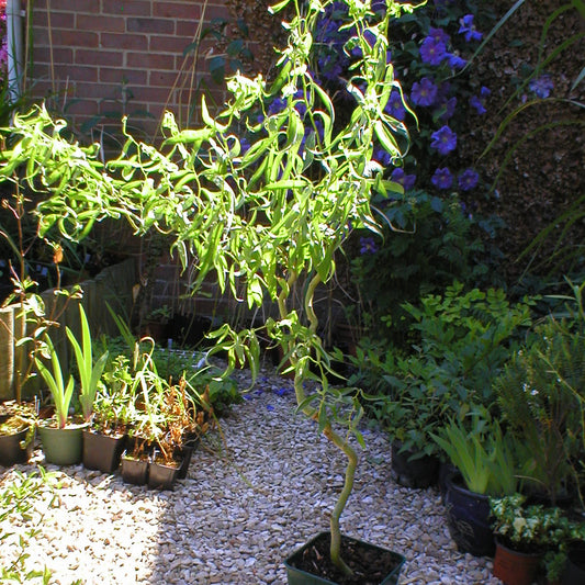 Curly Willow