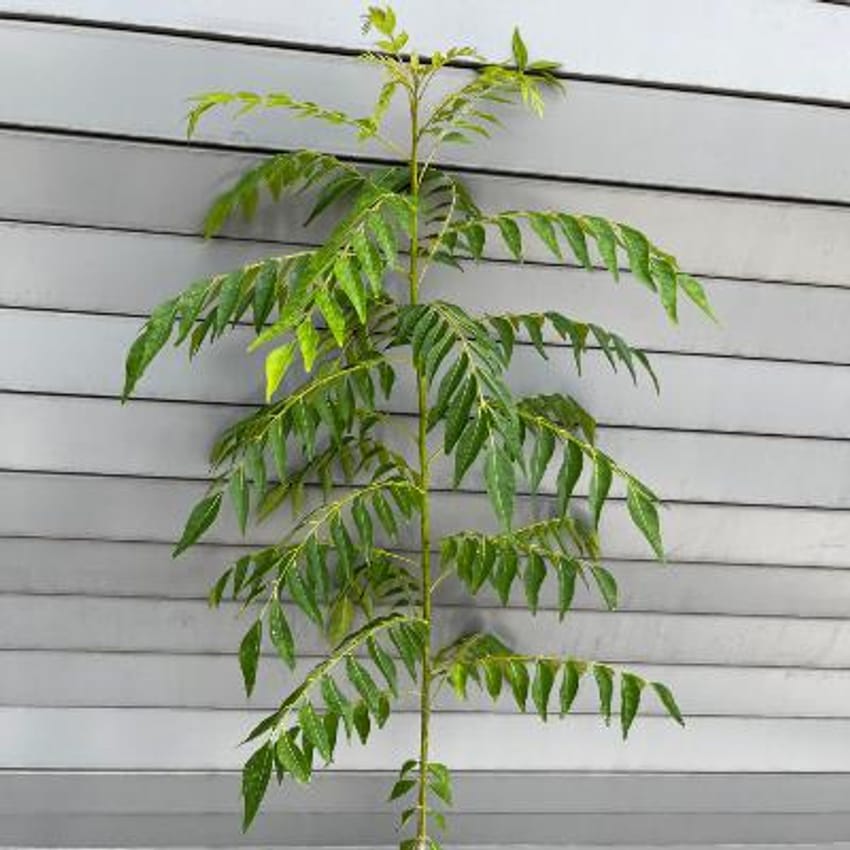 Curry Leaf Seedling