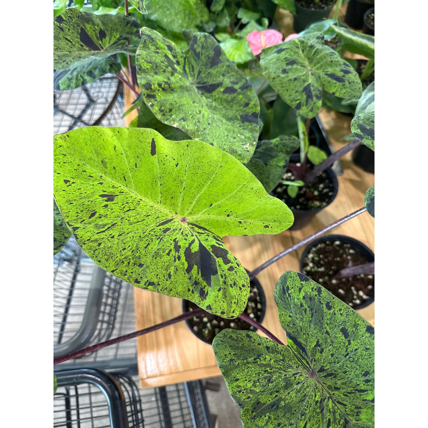 Colocasia esculenta, "Mojito"