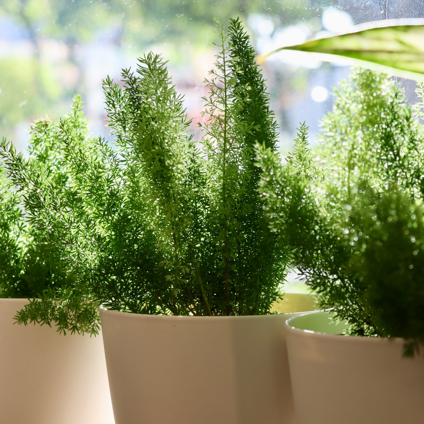 Asparagus D. Meyeri, "Fox Tail Fern"