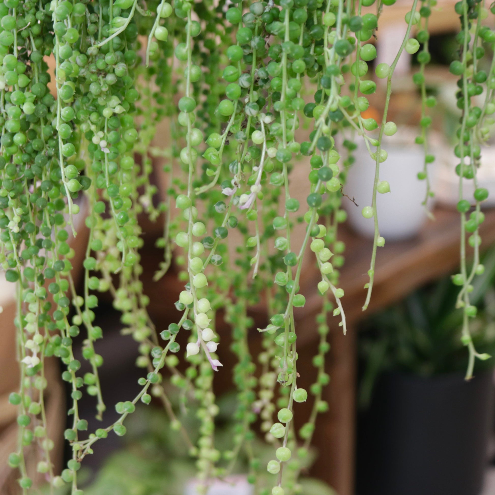house plant string of pearls String of Pearls – Mari's Gardens