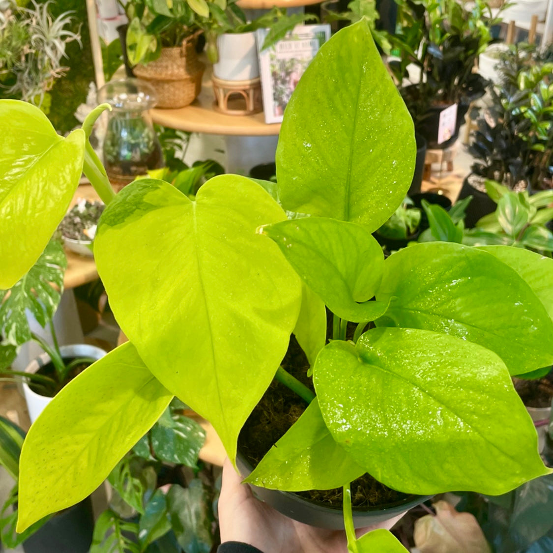 PH Pothos, "Neon"