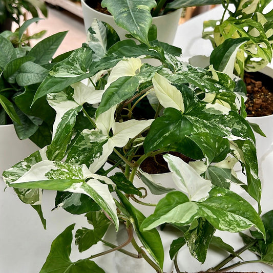 Syngonium Podophyllum albo-variegatum, "Variegated Arrowhead Vine"