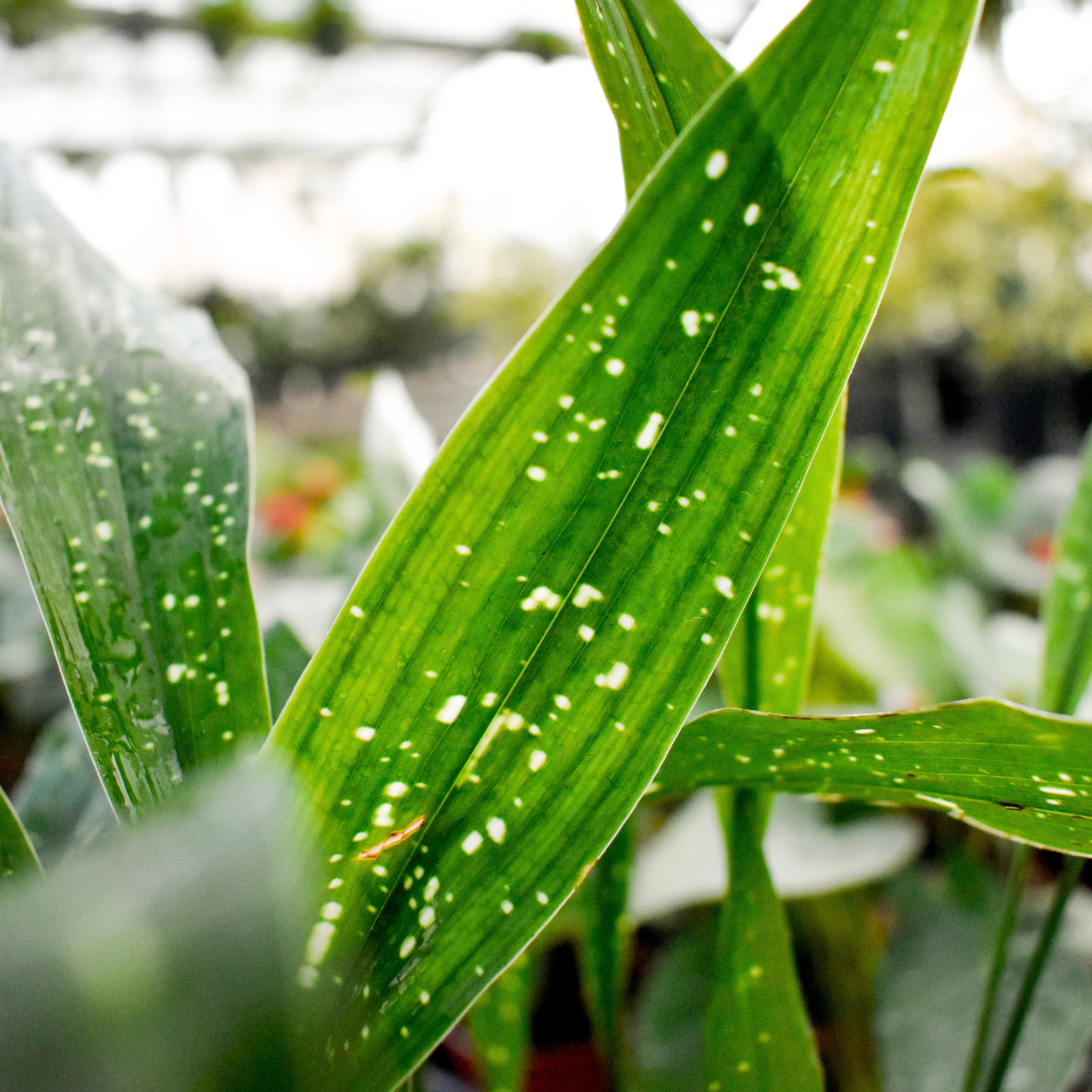 dwarf-cast-iron-plant-milky-way-mari-s-gardens