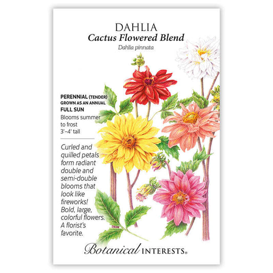 Dahlia seeds 'Cactus Flowered Blend'