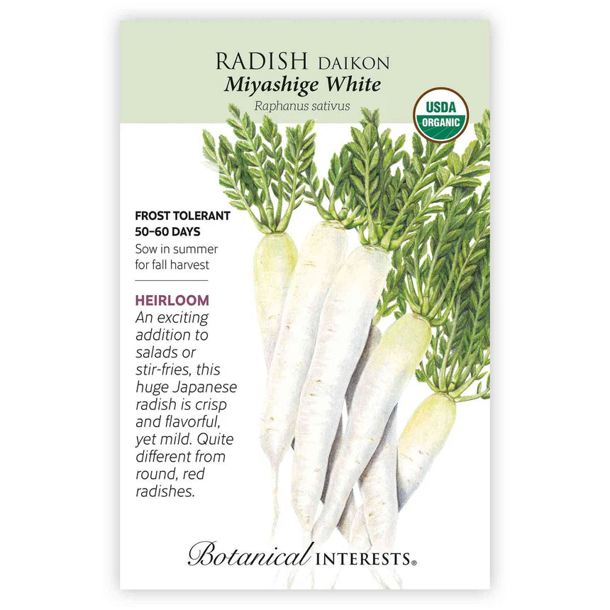 Radish seeds 'Daikon White'