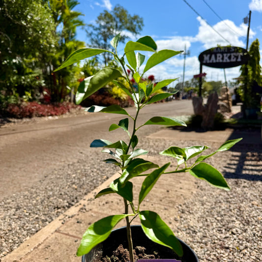 Dancy Mandarin — 1G