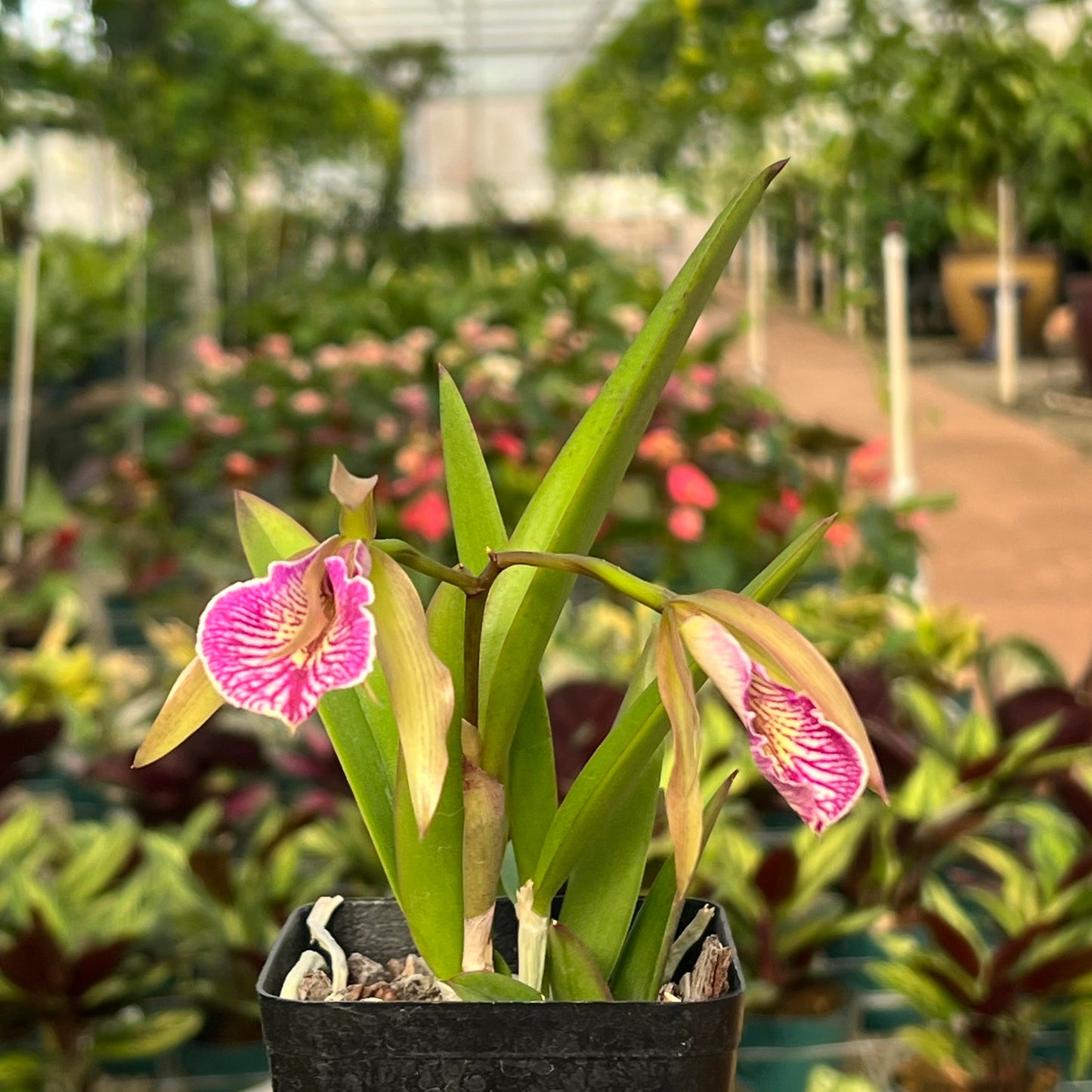 Cattleya Orchids
