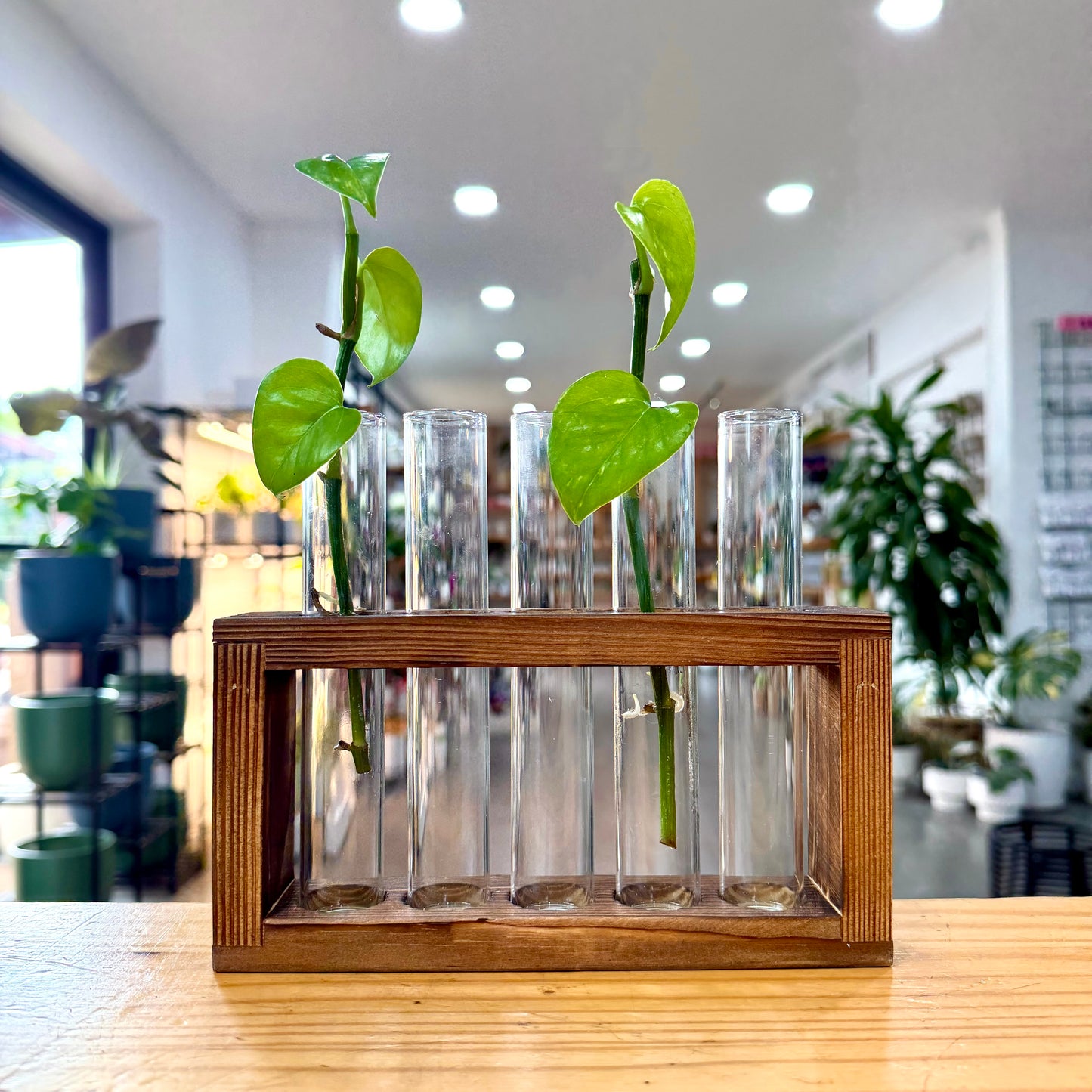 Propagation - Stand with Wooden Frame
