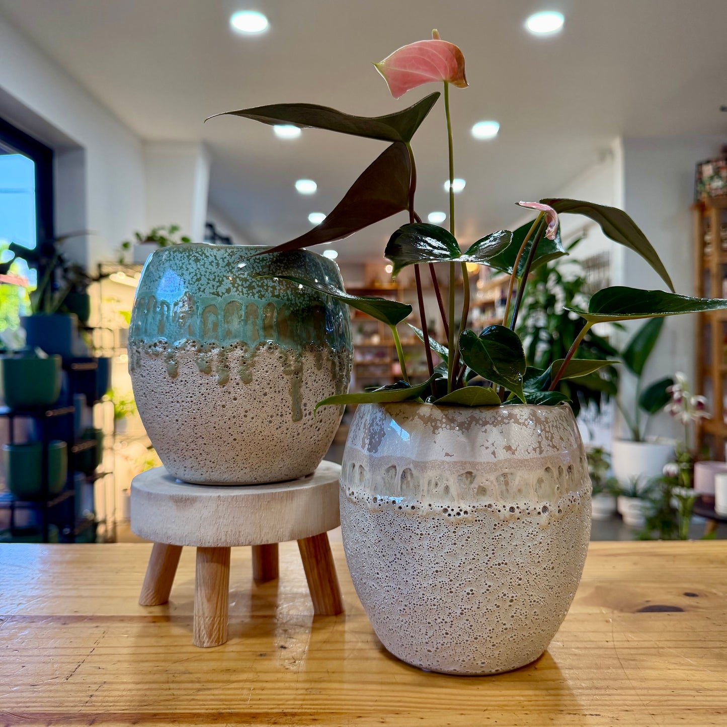 6" Debra Planter