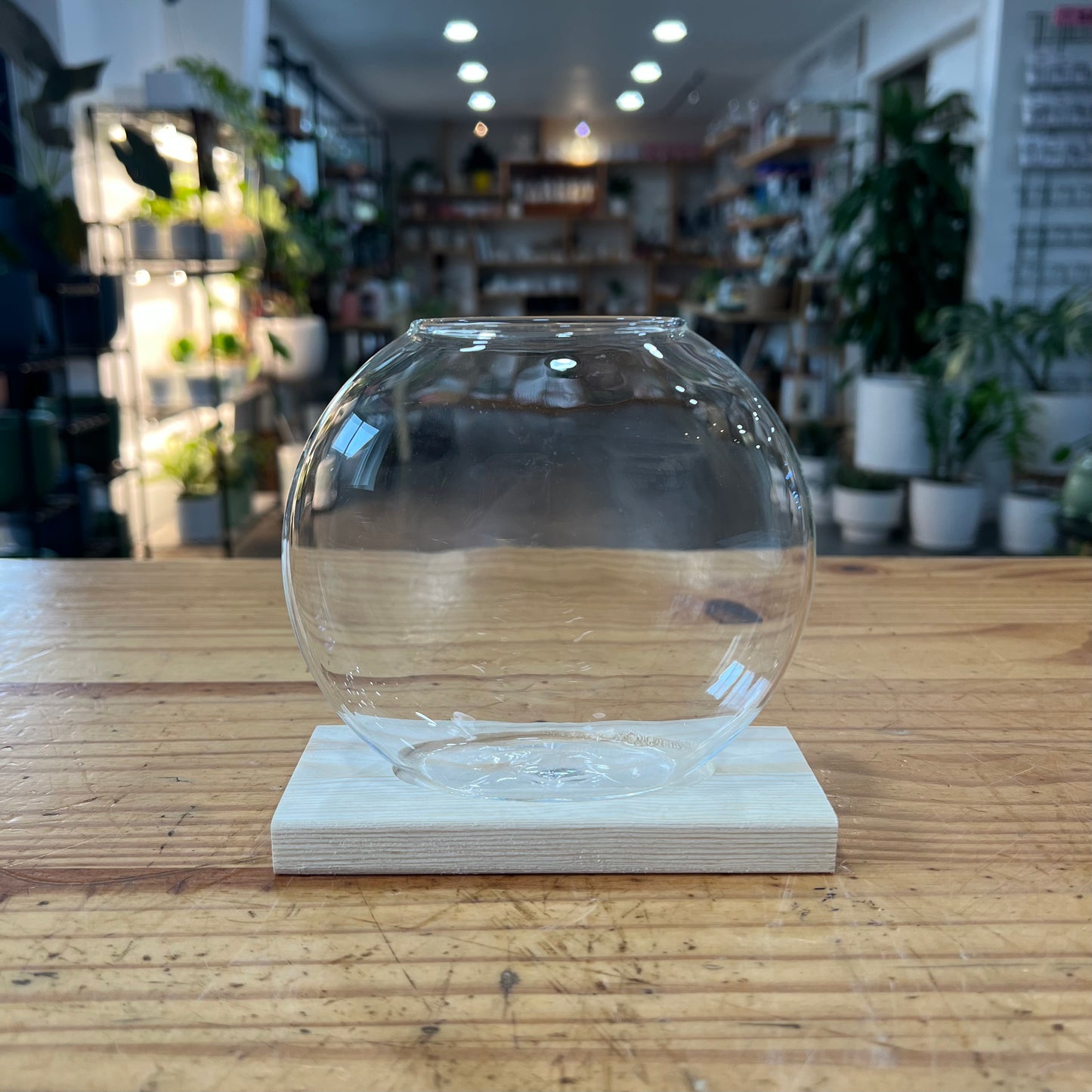 Terrariums - Desktop Plant Jars with Wooden Tray