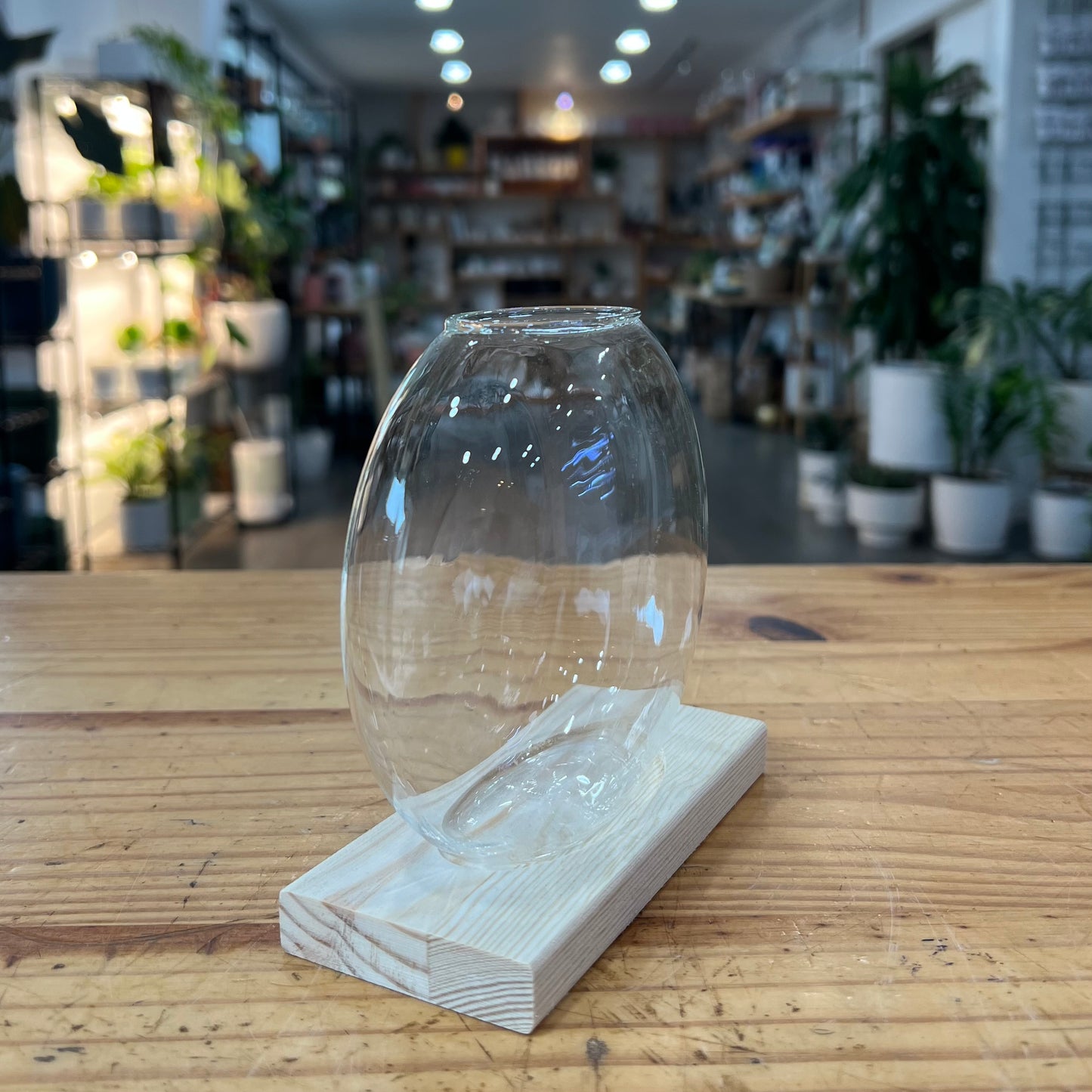 Terrariums - Desktop Plant Jars with Wooden Tray