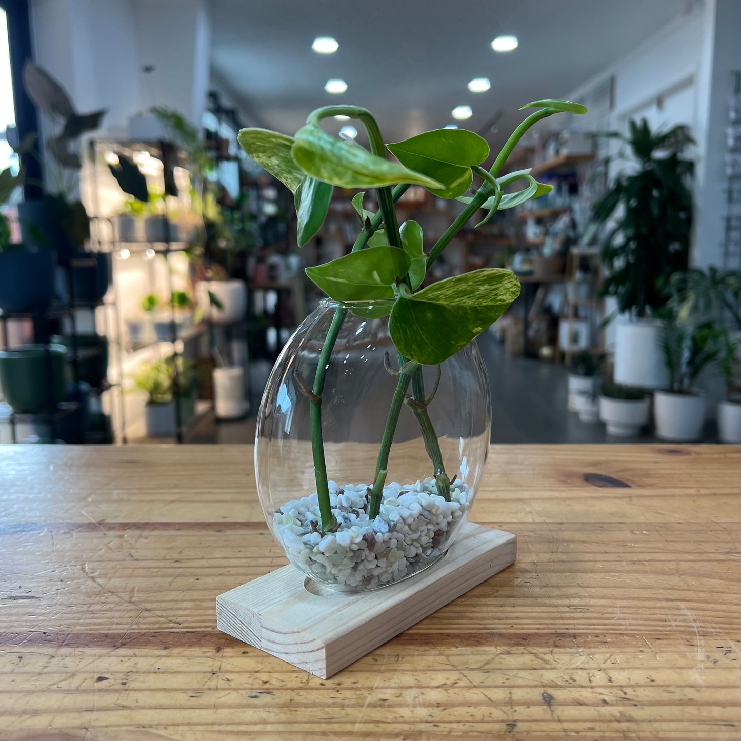 Terrariums - Desktop Plant Jars with Wooden Tray