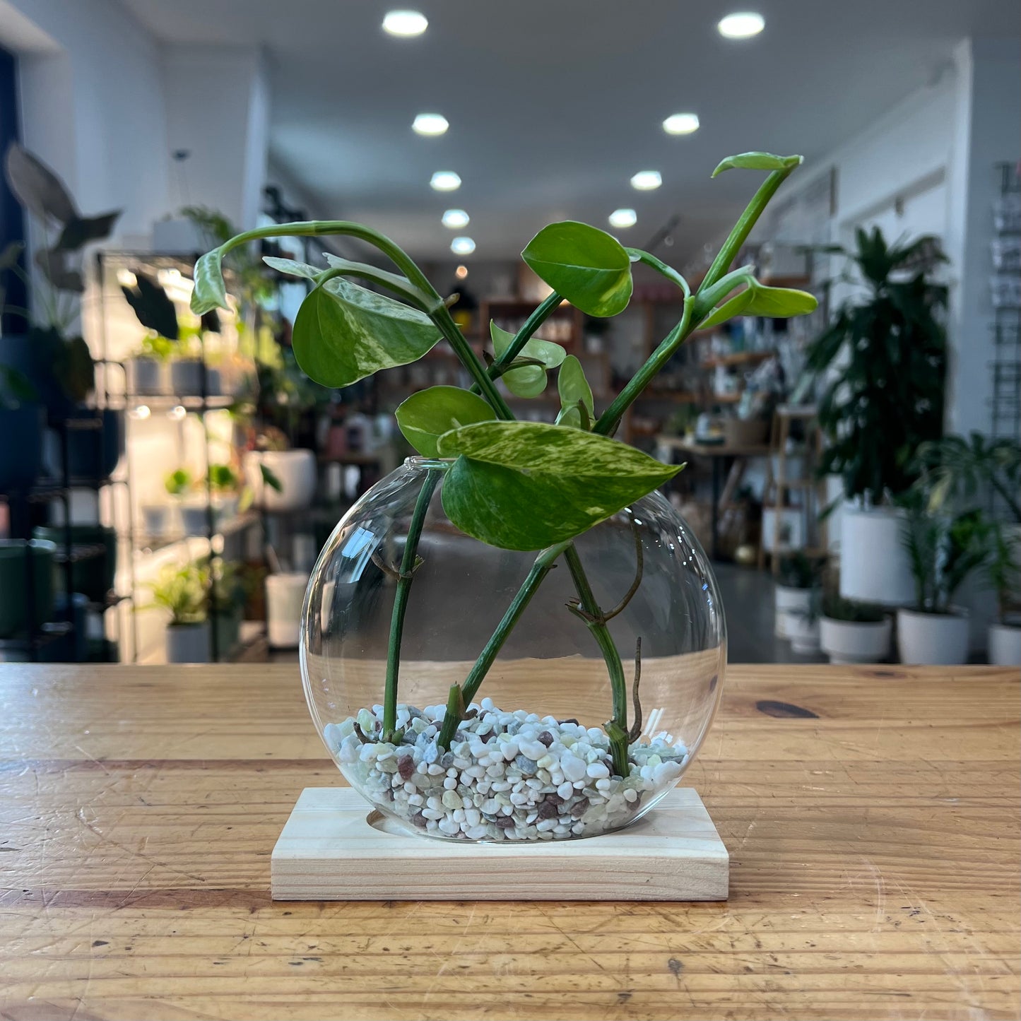 Terrariums - Desktop Plant Jars with Wooden Tray