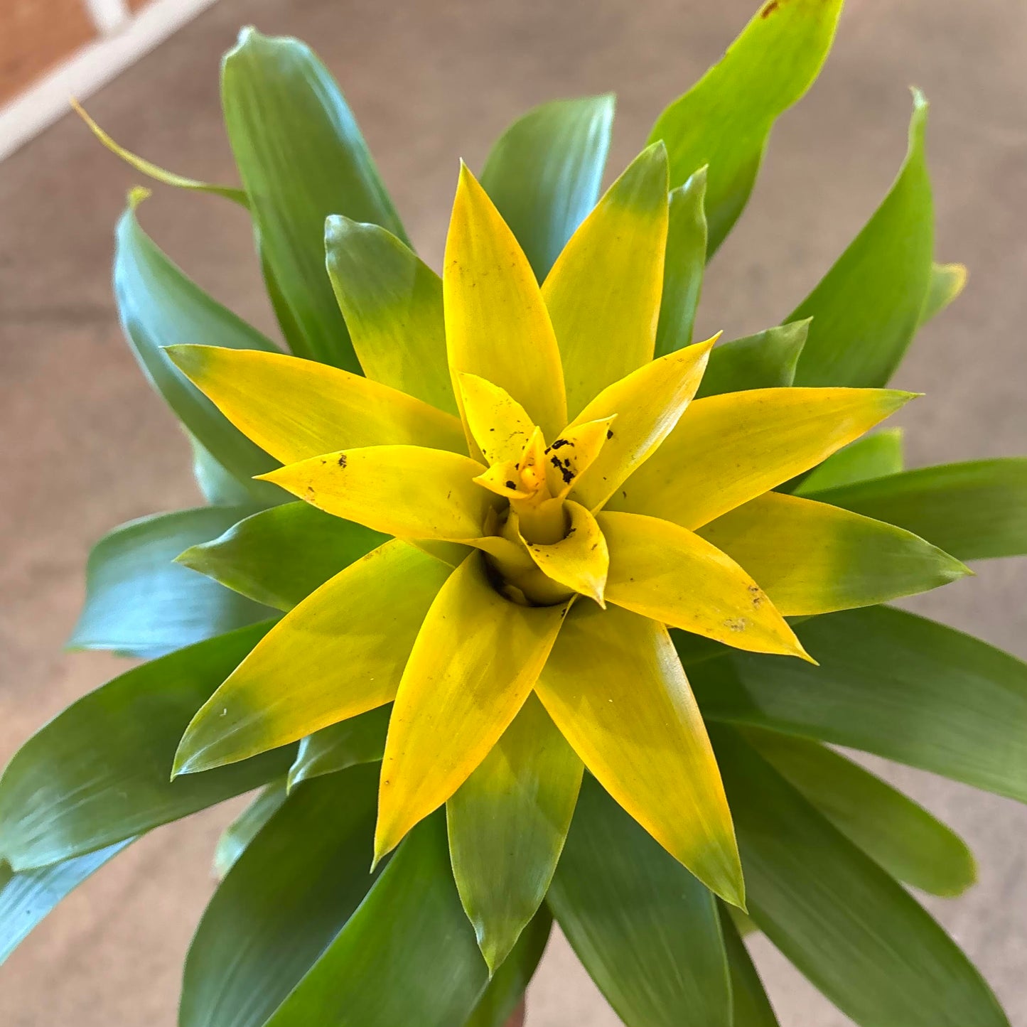 Guzmania 'Diane'