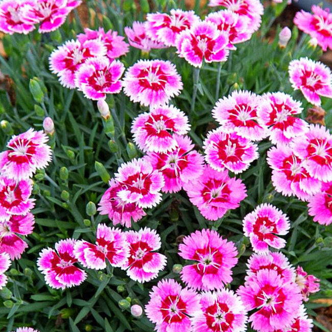 Dianthus