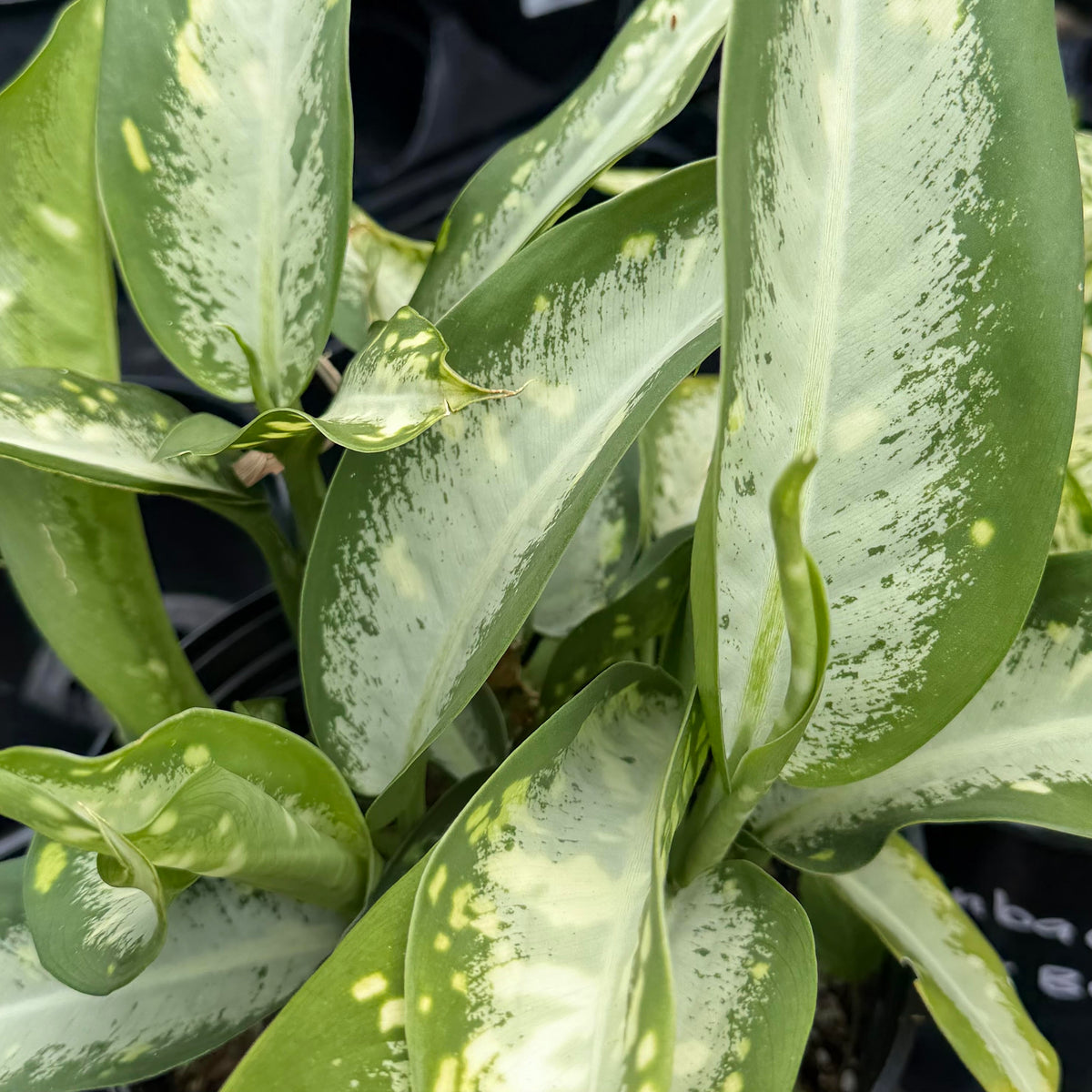 Dieffenbachia 'Panther'