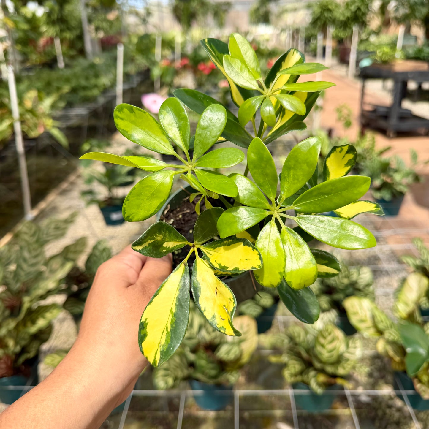 Schefflera arboricola 'Trinette' (Variegated Dwarf Umbrella Tree)