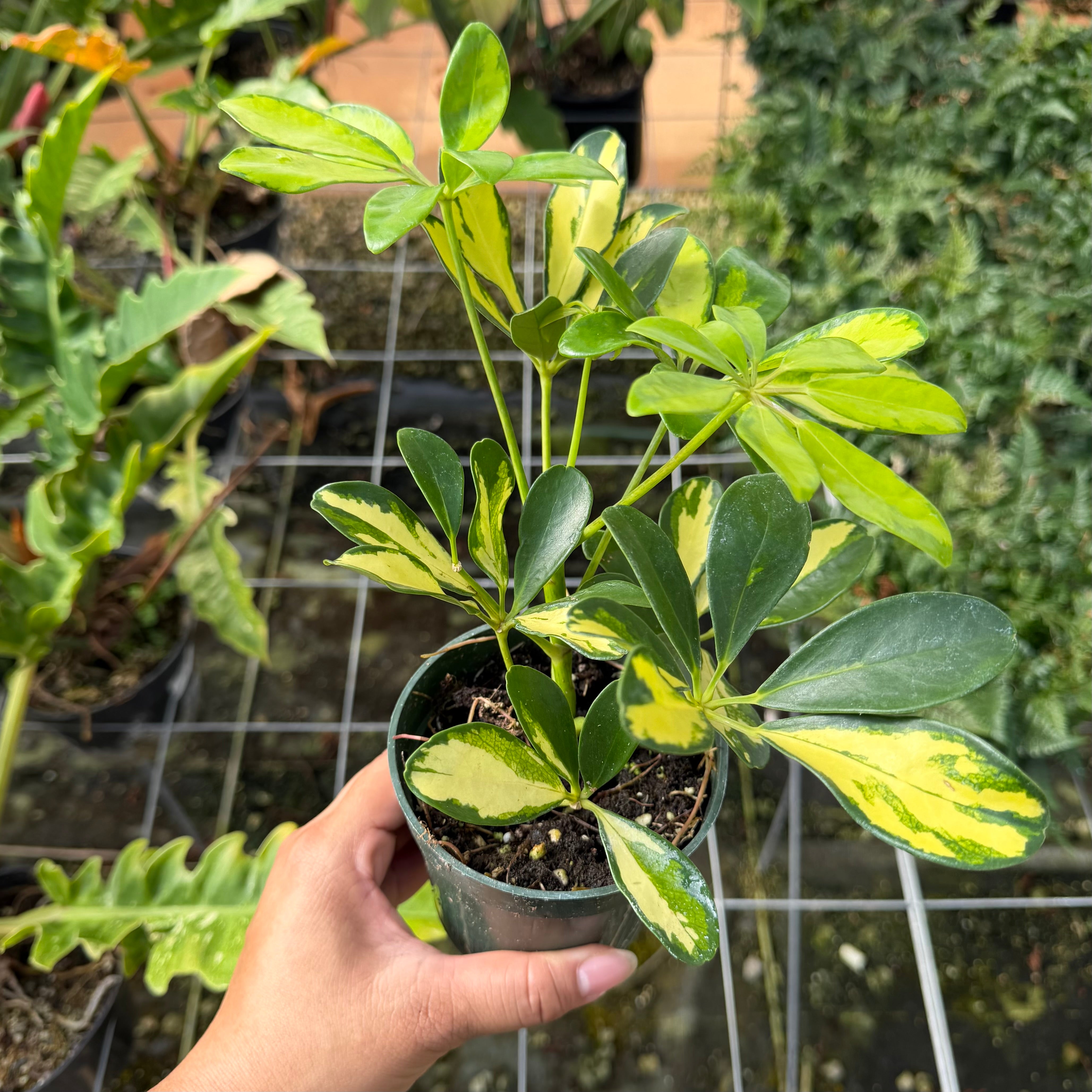 Schefflera arboricola 'Trinette' (Variegated Dwarf Umbrella Tree