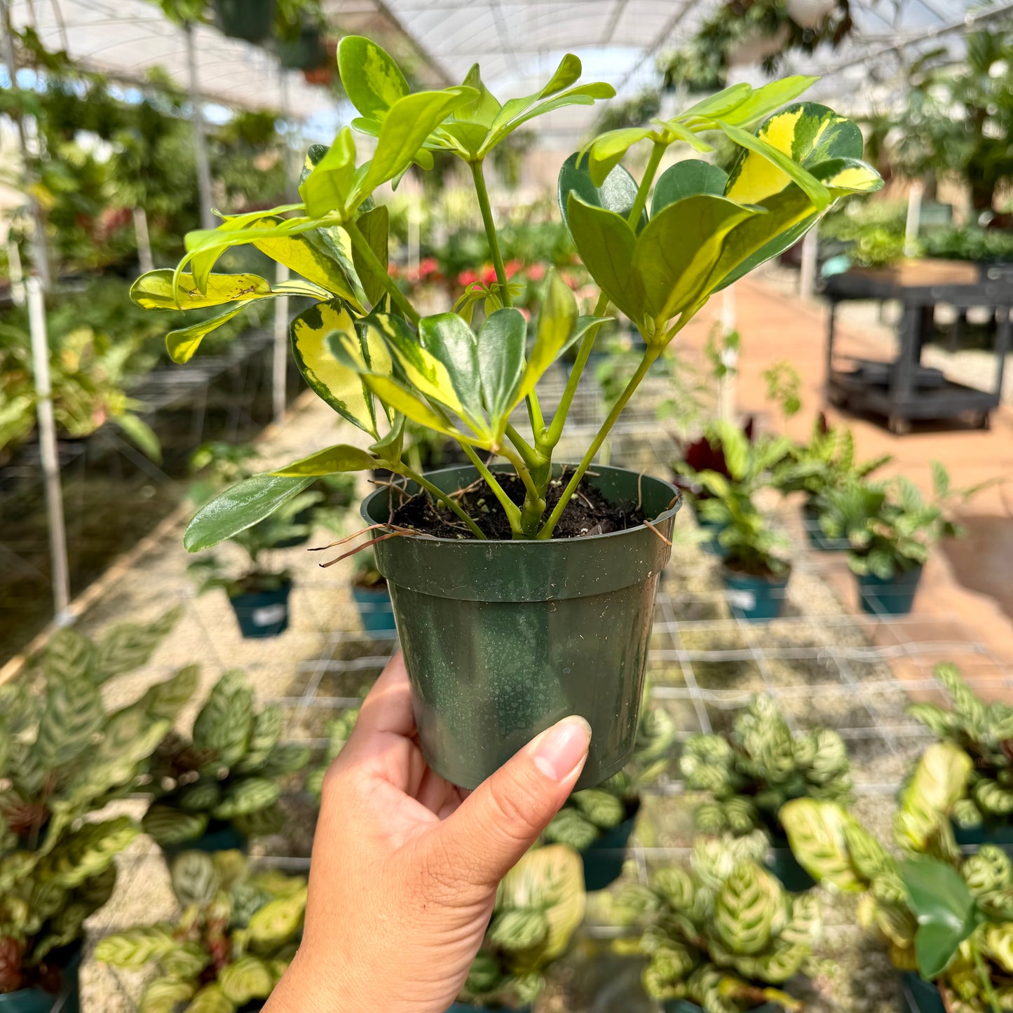 Schefflera arboricola 'Trinette' (Variegated Dwarf Umbrella Tree)