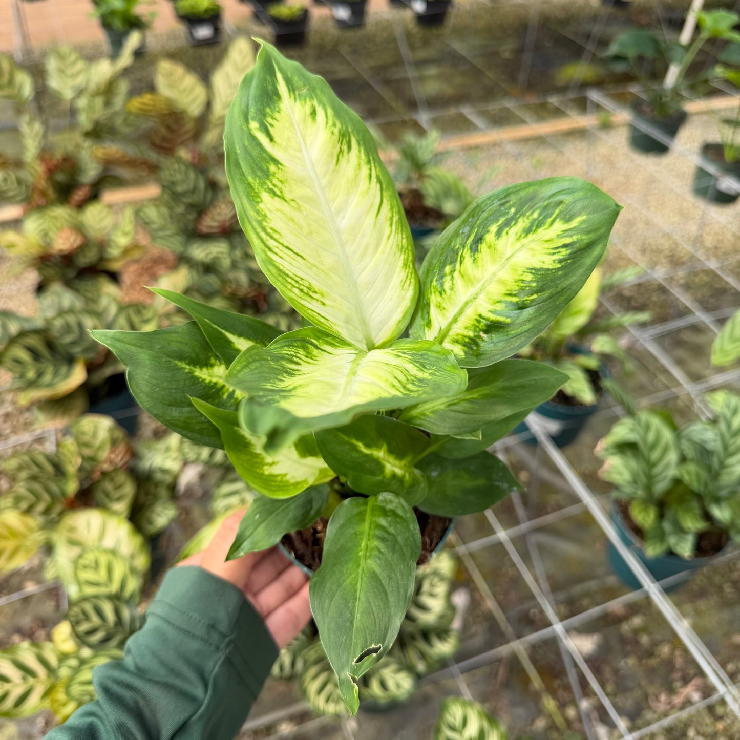 Dieffenbachia 'Camille'
