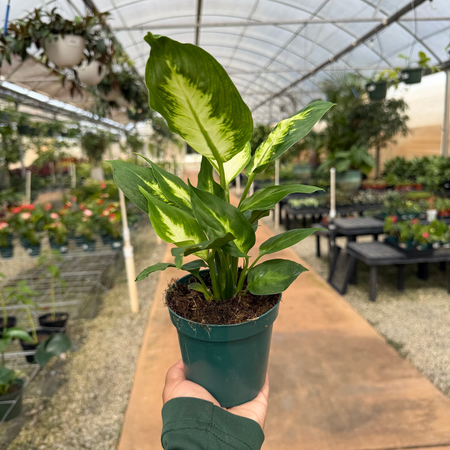 Dieffenbachia 'Camille'