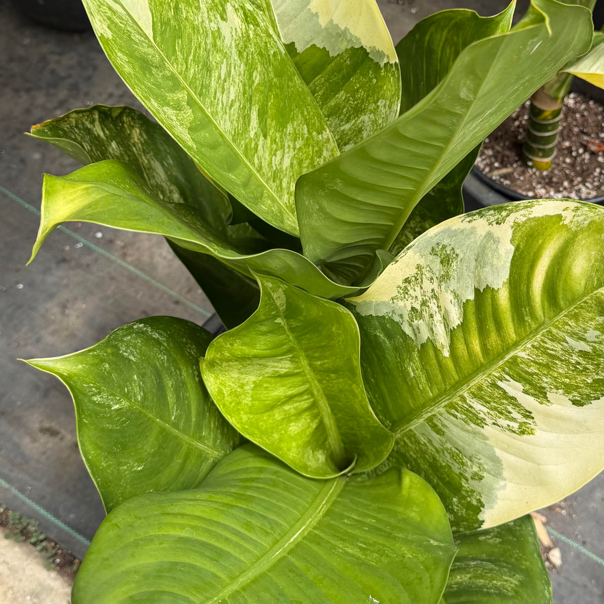 Dieffenbachia, Variegated