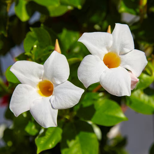 Dipladenia, "White"