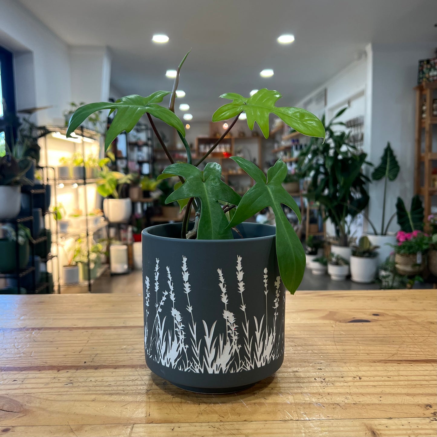 Ditzy Pattern Planter