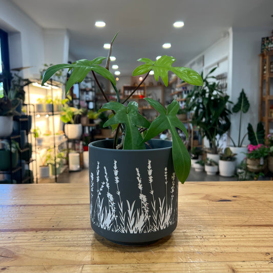 Ditzy Pattern Planter