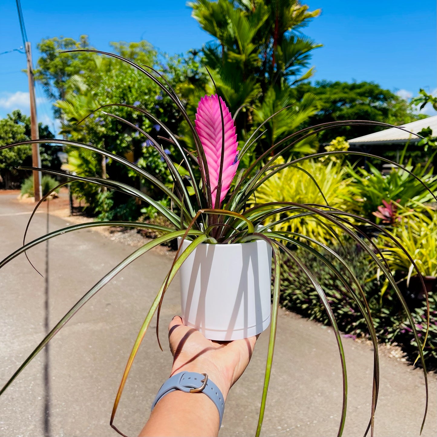 Air Plants