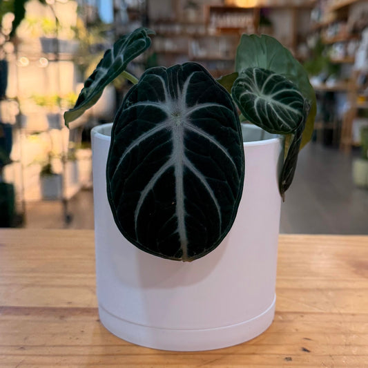 Divine Plastic Planter with Saucer