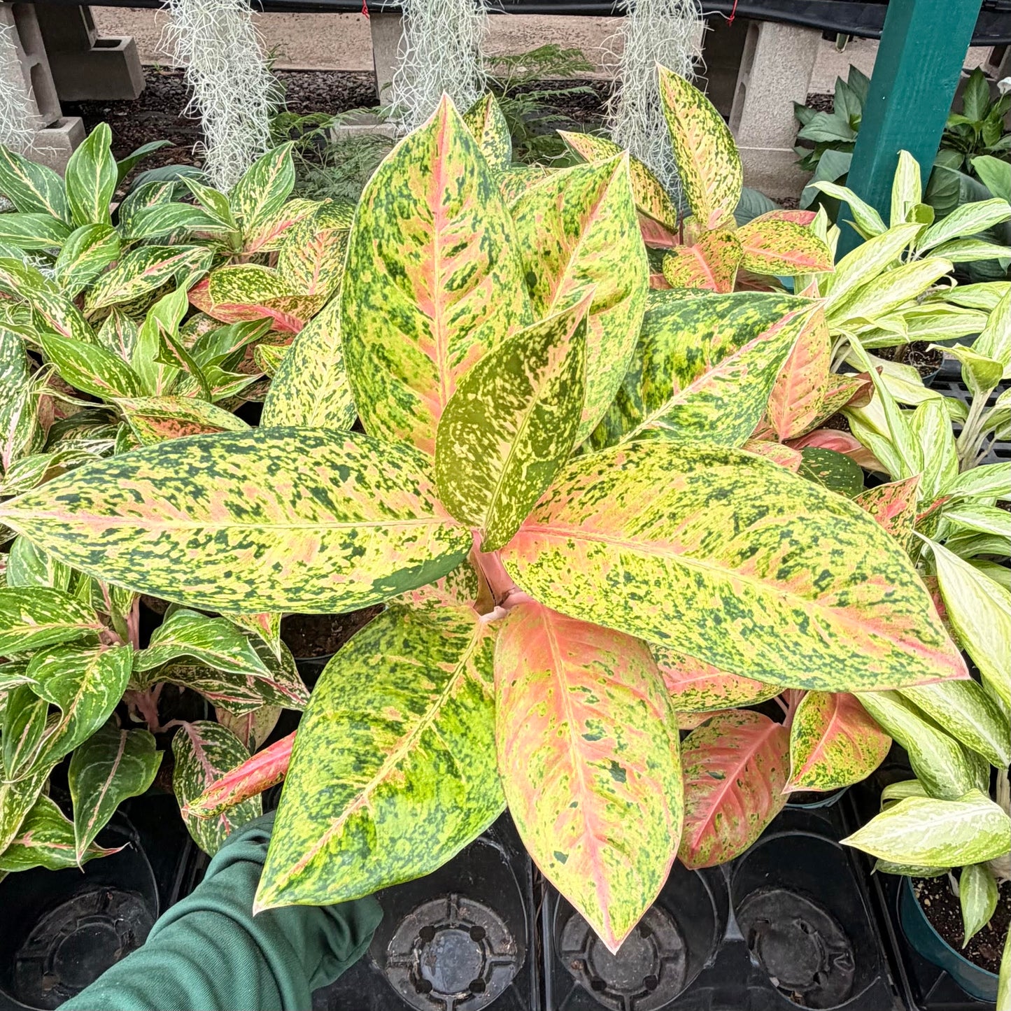 Aglaonema 'Dizzy Diamond'