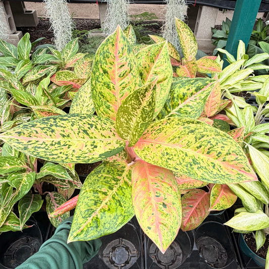 Aglaonema 'Dizzy Diamond'