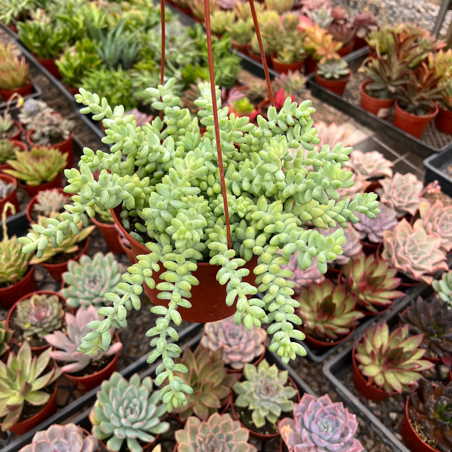 Sedum morganianum, "Donkey Tail"