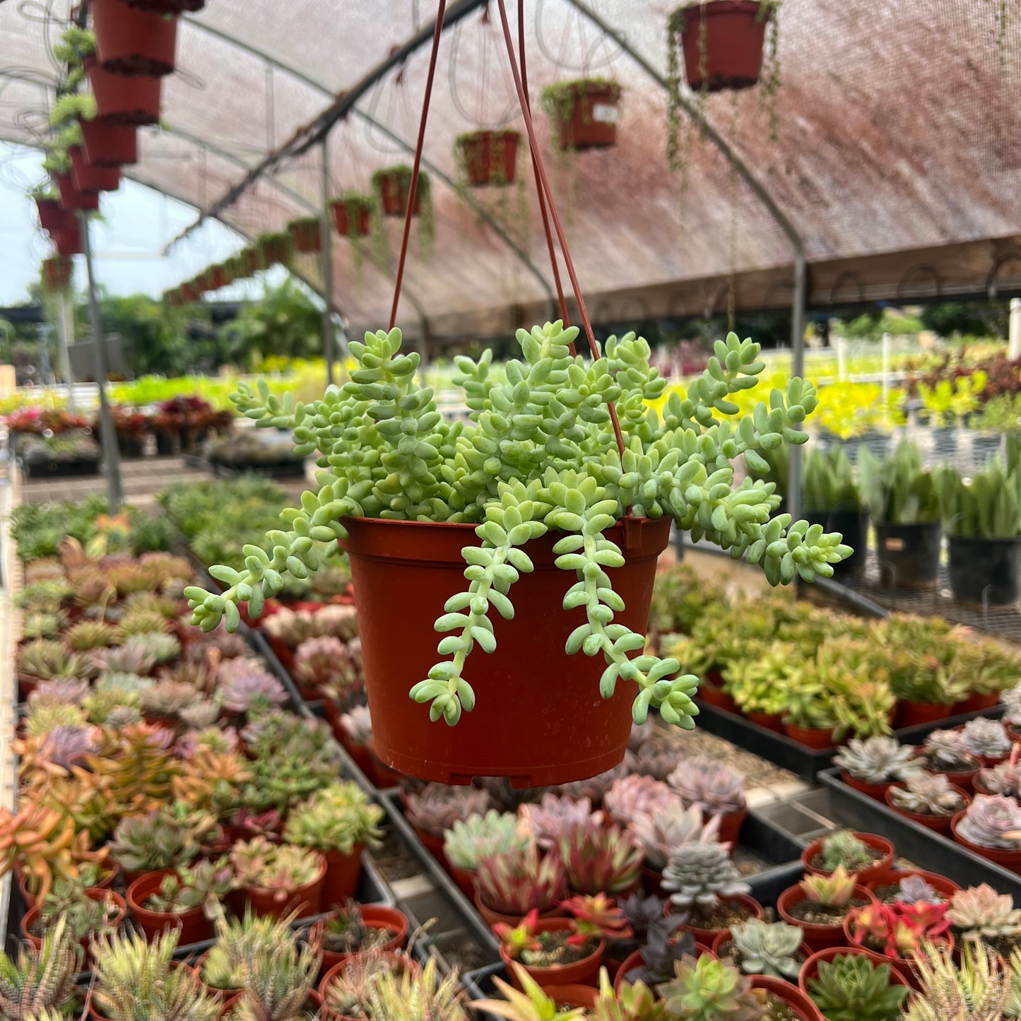 Sedum morganianum, "Donkey Tail"