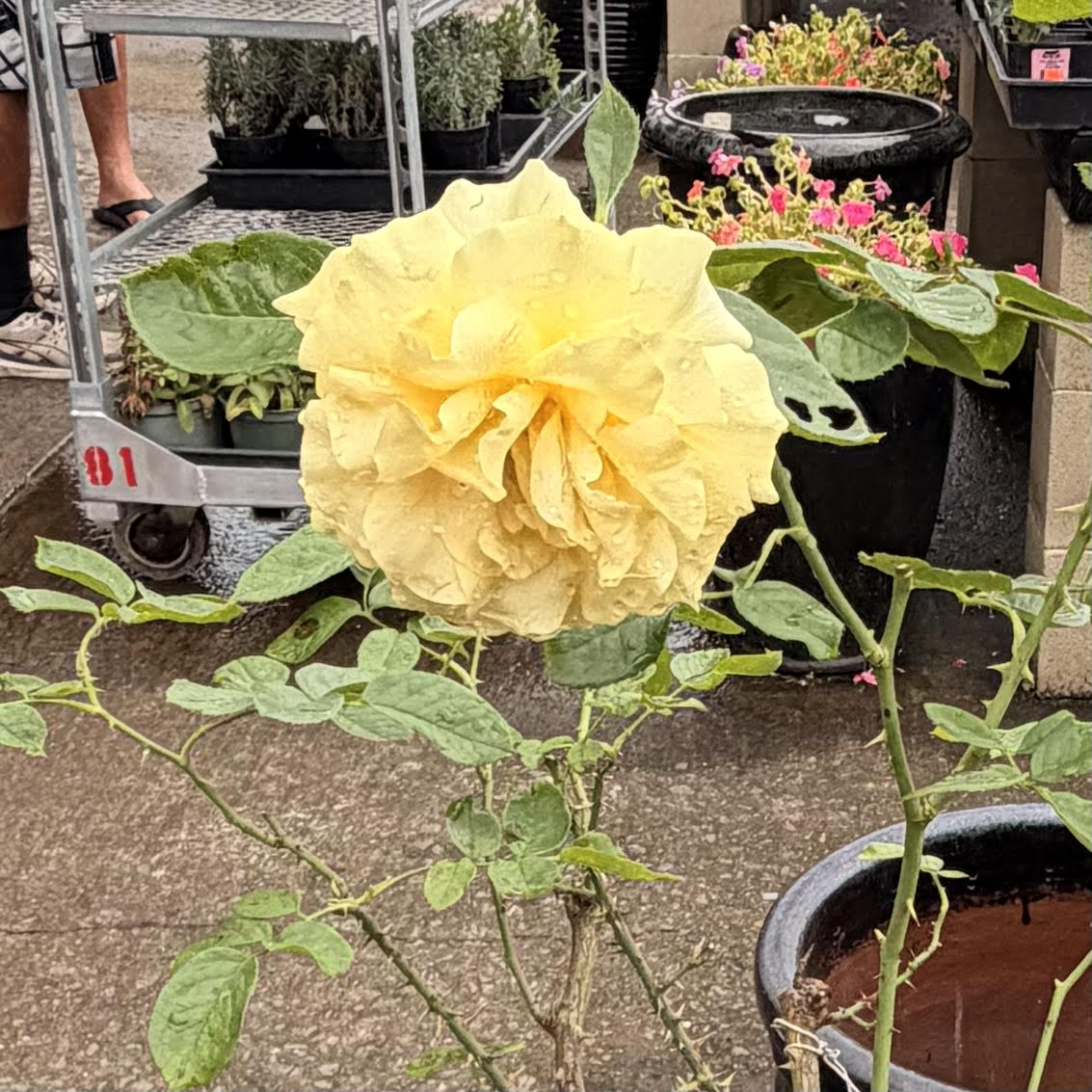Floribunda Rose Bush 'Doris Day'