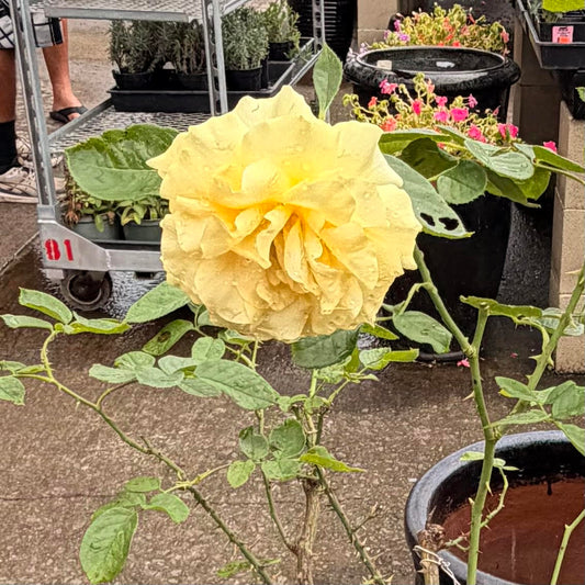 Floribunda Rose Bush 'Doris Day'