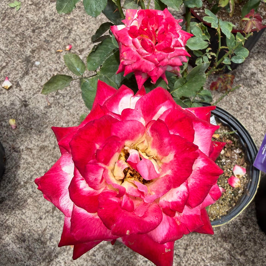 Hybrid Tea Rose Bush 'Double Delight'