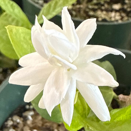 Jasminum sambac, Pikake Double Lei (Arabian Jasmine)