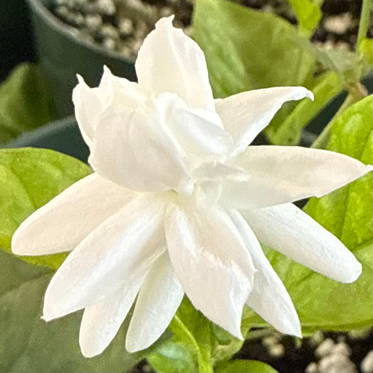 Jasminum sambac, Pikake Double Lei (Arabian Jasmine)