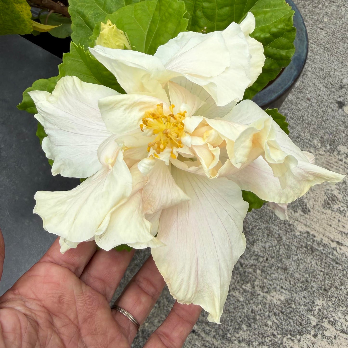 Hibiscus 'Double White'