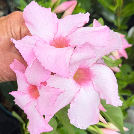 Mandevilla 'Double Pink Blush'