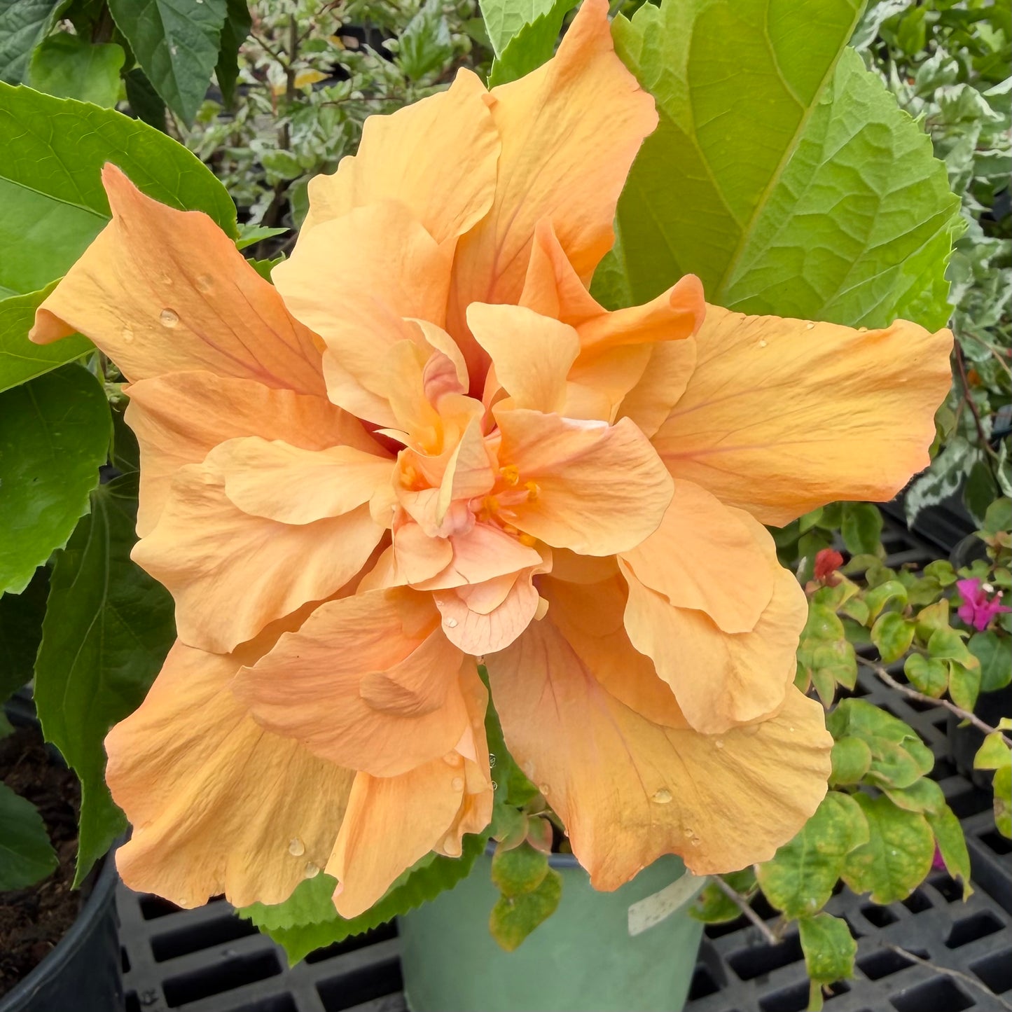 Hibiscus Joann 'Double Orange'