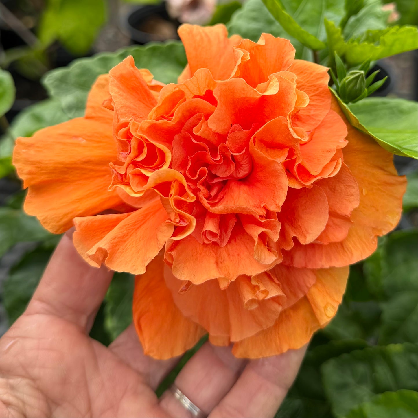 Hibiscus Joann 'Double Orange'